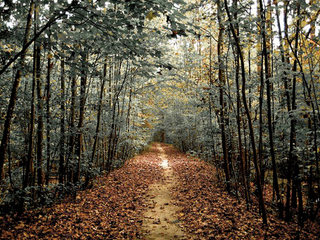 Illustration for article titled Shooting Challenge Fall Leaves Gallery 4